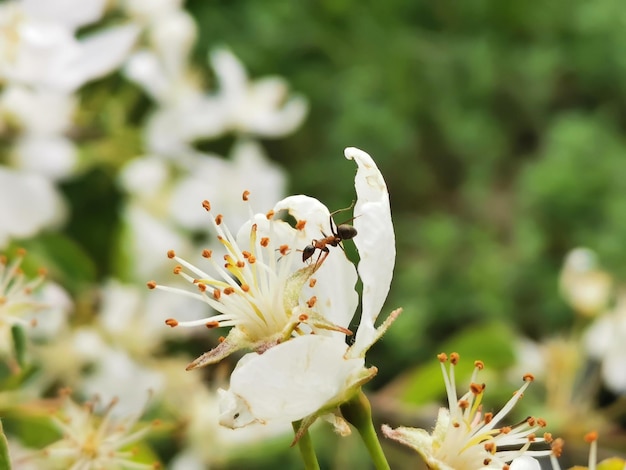 Ant on the flower closeup