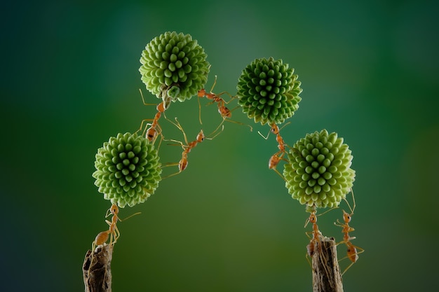 Photo a ant and fruit