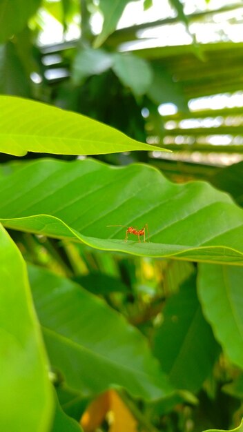 A ant on a green leaf