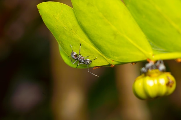 ant insect macro photography premium photo