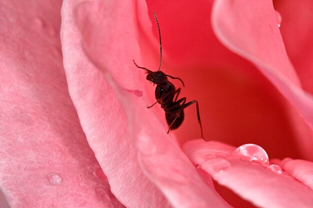 Ant inside a pink rose flower