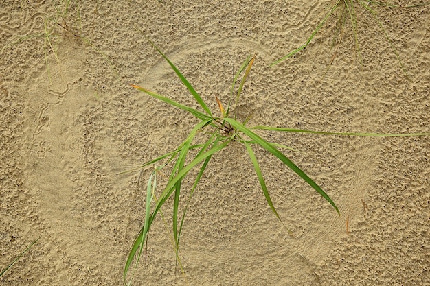 Photo ant lion footprints in the sand insect predator larva hole in the ground