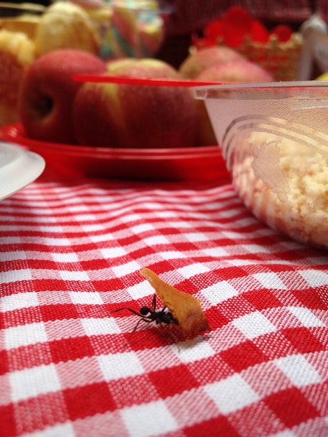 Foto formiche a picnic