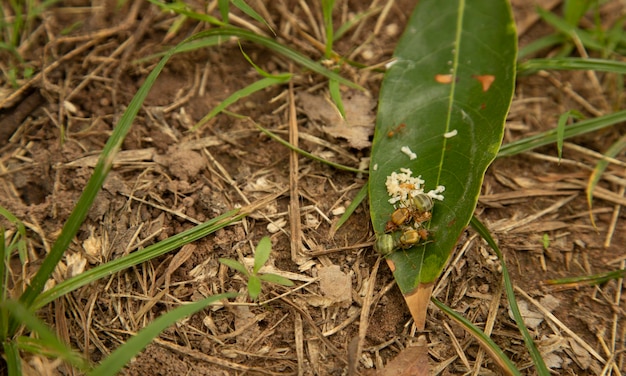 Ant queen and ant egg on green leaf on nature park