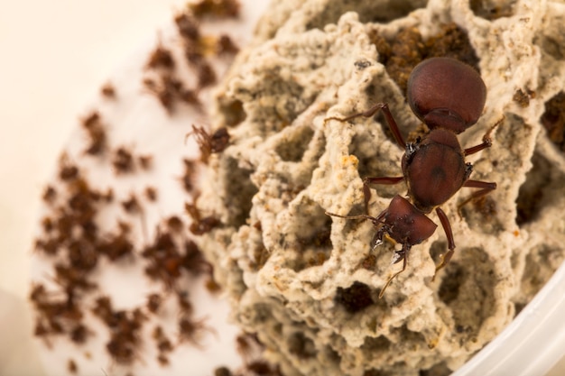 Photo ant queen in the nest