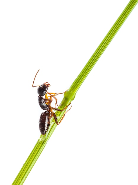 白い背景の上の草の湾曲した緑の刃の周りを走るアリ