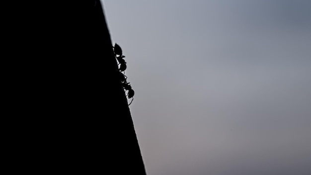 Ant Silhouettes on the March