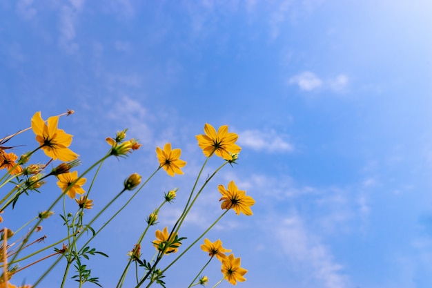 Ant view Starburst flower on blue sky