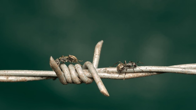 Ant walking on barbed wire on green background