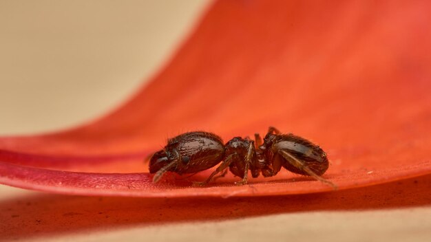 Ant walking on red petal