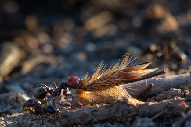 Ant working and carrying a seed in the wild