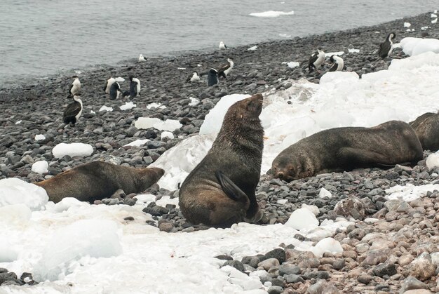 Antarctic fur seal Arctophoca gazella an beach Antartic peninsula