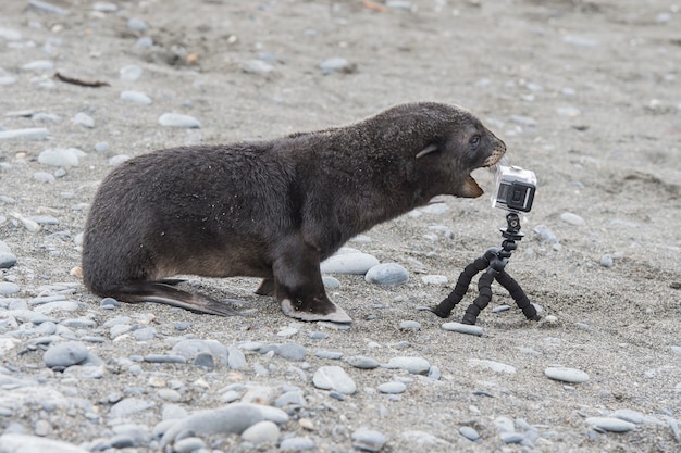 Щенок антарктического морского котика крупным планом играет с камерой в Южной Георгии