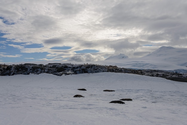 Paesaggio antartico con pinguini