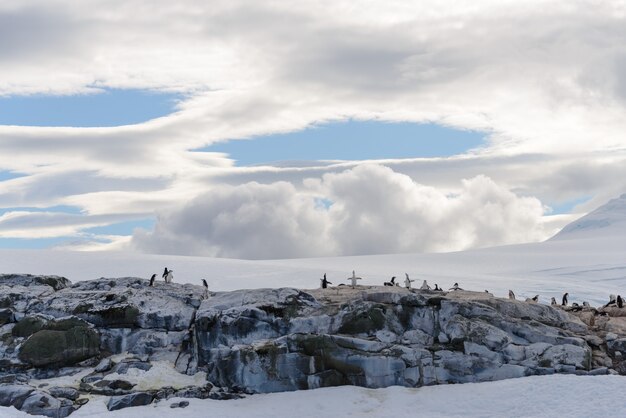 Antarctic landscape with penguins