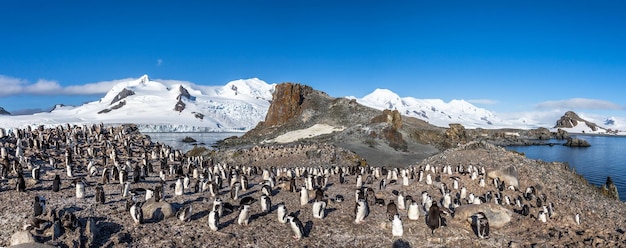 Antarctic panorama with hundreds of chinstrap penguins crowded on the rocks with snow mountains in the background Half Moon Island Antarctica