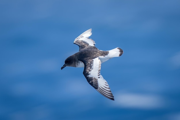 Antarctic petrel dives towards sea looking down