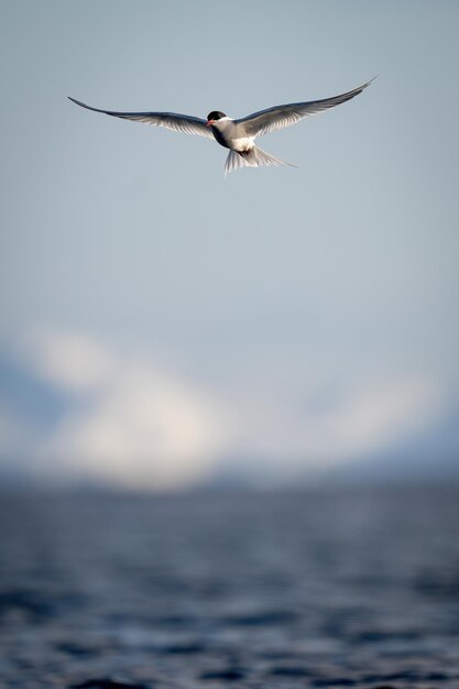 Photo antarctic tern glides over water in sunshine