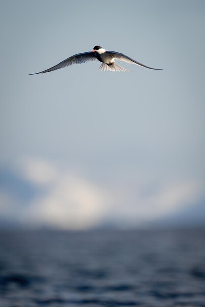 Antarctic tern gliding over water in sunshine