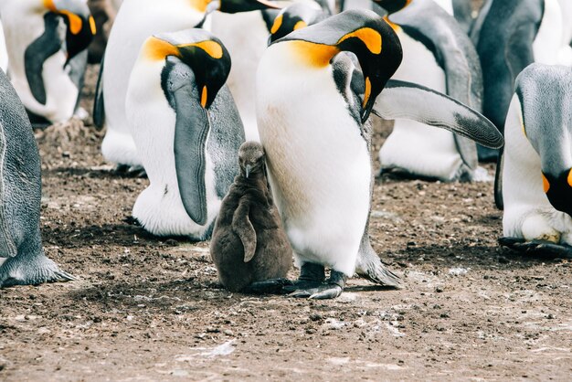 写真 南極の驚異 愛らしいペンギンの世界への視覚的な旅