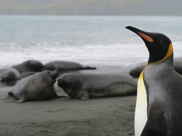 Antarctic wonders a visual journey into the world of the adorable penguin