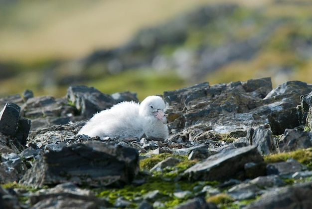 남극 거대제비 Hannah Point리빙스턴 섬 South Shetlands Antartica