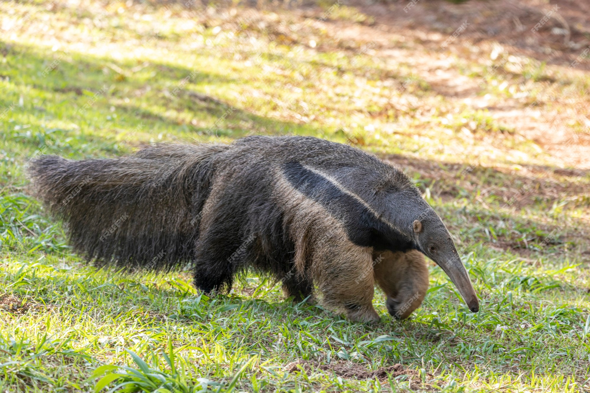 Premium Photo | Anteater, cute animal from brazil. giant anteater, myrmecophaga tridactyla, animal with long tail and log muzzle nose Premium Photo | Anteater, cute animal from brazil. giant anteater, myrmecophaga tridactyla, animal with long tail and log muzzle nose