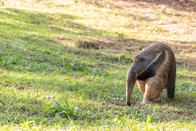 Anteater, cute animal from Brazil. Giant Anteater, Myrmecophaga tridactyla, animal with long tail and log muzzle nose