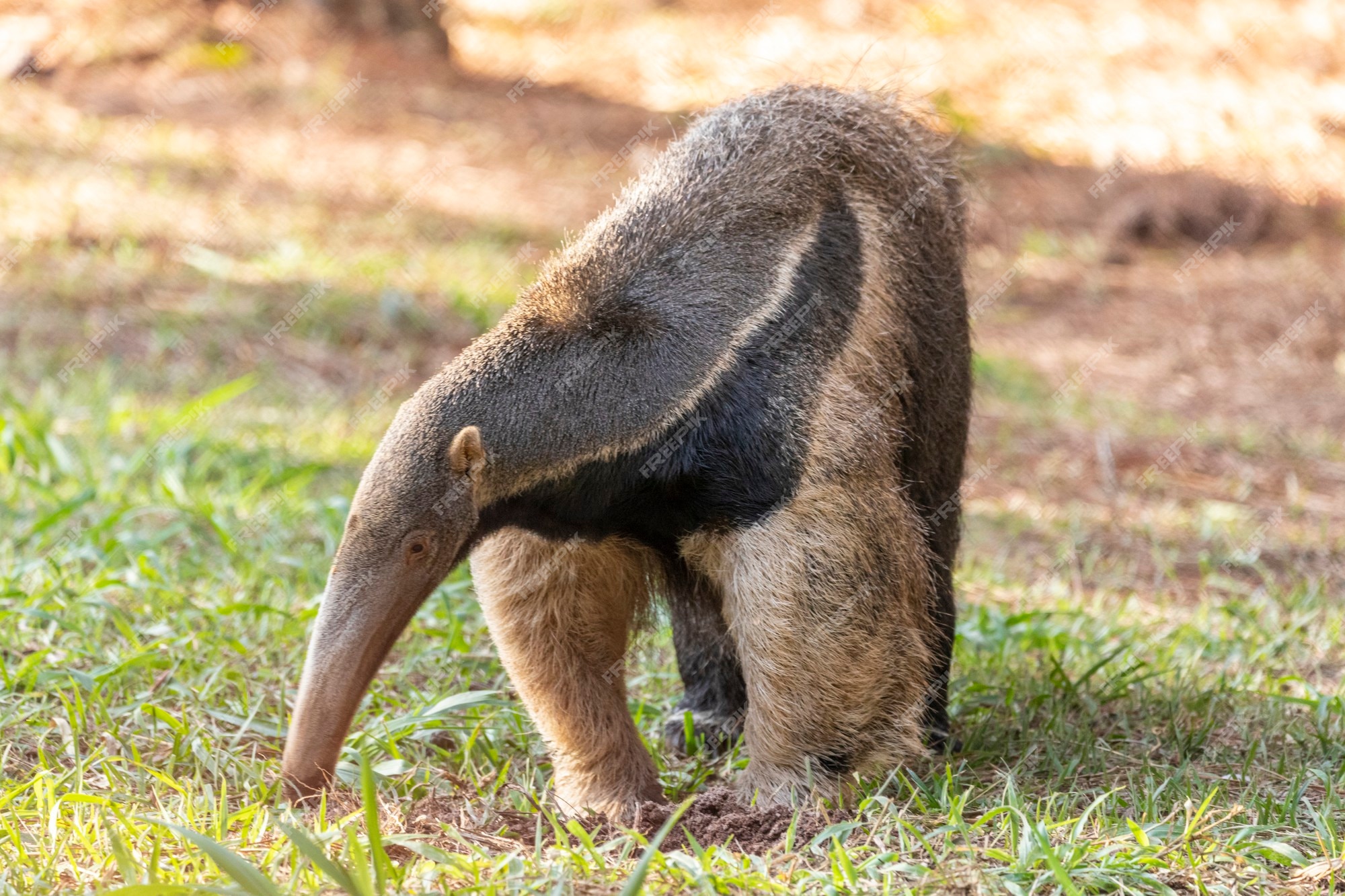 Premium Photo | Anteater, cute animal from brazil. giant anteater, myrmecophaga tridactyla, animal with long tail and log muzzle nose Premium Photo | Anteater, cute animal from brazil. giant anteater, myrmecophaga tridactyla, animal with long tail and log muzzle nose