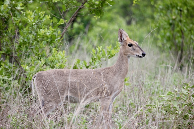 Foto antilope attenta ai predatori