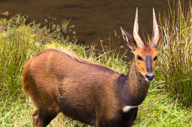 Antelope Bushbuck close up Kleine stroom in Aberdare Kenia