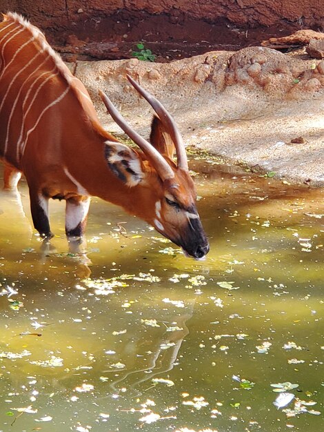 Foto antilope che beve acqua nello stagno