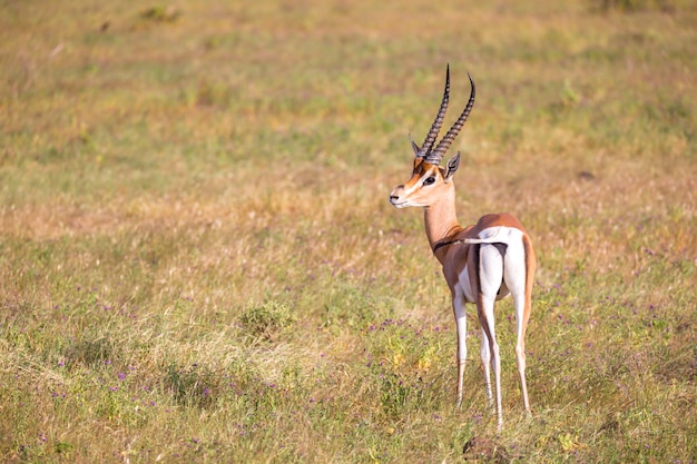 Antelope in the grassland of the savannah