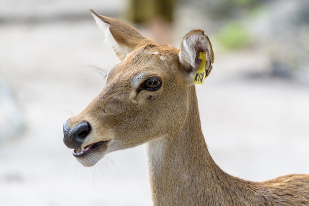 Antelope hoofd met daglicht