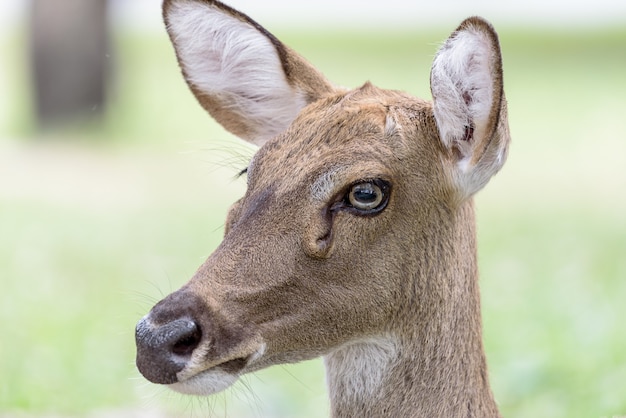 Foto antelope hoofd met daglicht