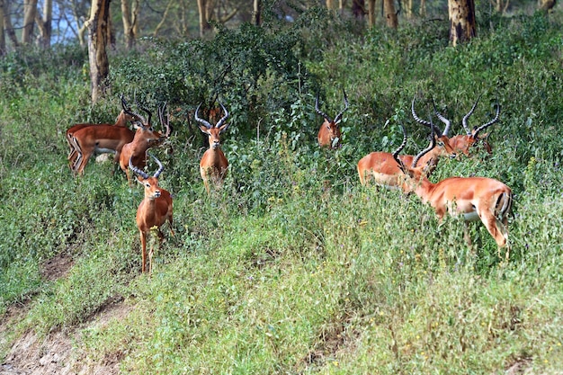 Foto antilope impala nel bush nella savana africana del bush