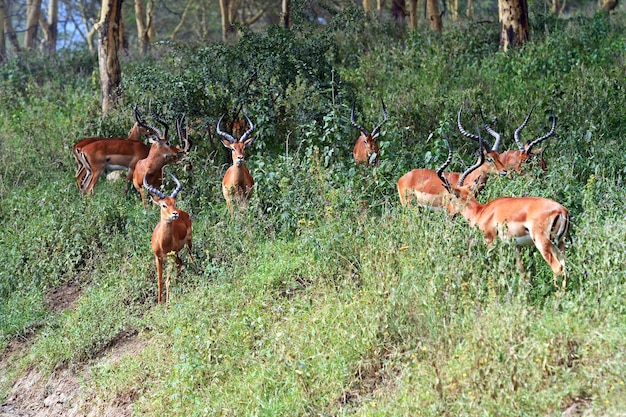 아프리카 부시 사바나의 덤불에 있는 영양 임팔라