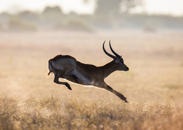 Antelope jumping 