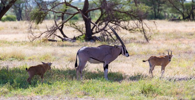 ケニアのサバンナの真ん中にあるカモシカ