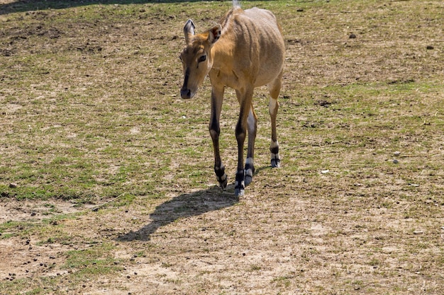 Антилопа Нильгаи или Синий Бык Boselaphus Tragocamelus