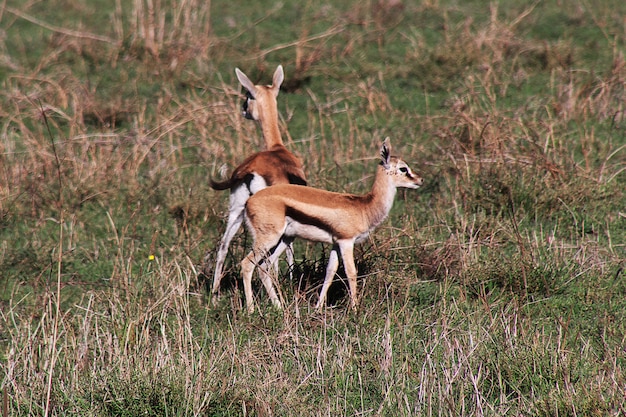 Antelope on safari in Kenia and Tanzania, Africa