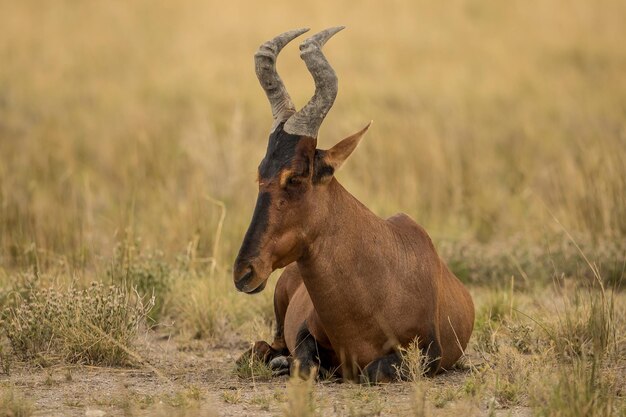 Foto antilope seduta su un terreno erboso