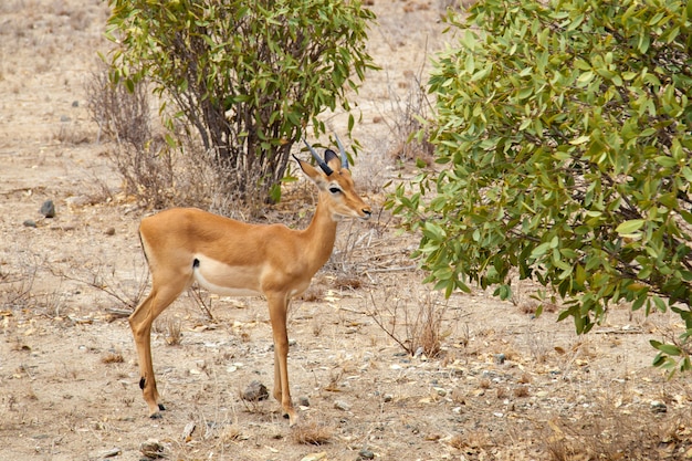 Antelope staat bij de bush, op safari in Kenia