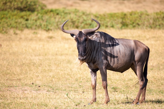 Antelope staat in de savanne van Kenia
