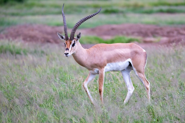 Antelope staat tussen de planten in de savanne