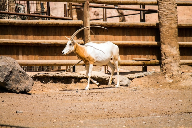 Foto l'antilope in piedi davanti a una casa