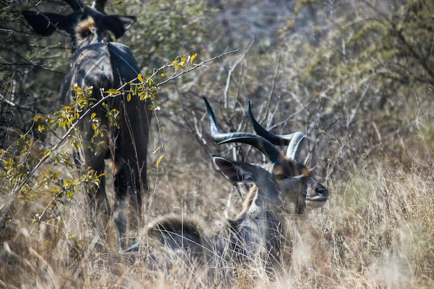 Photo antelopes by plants on field