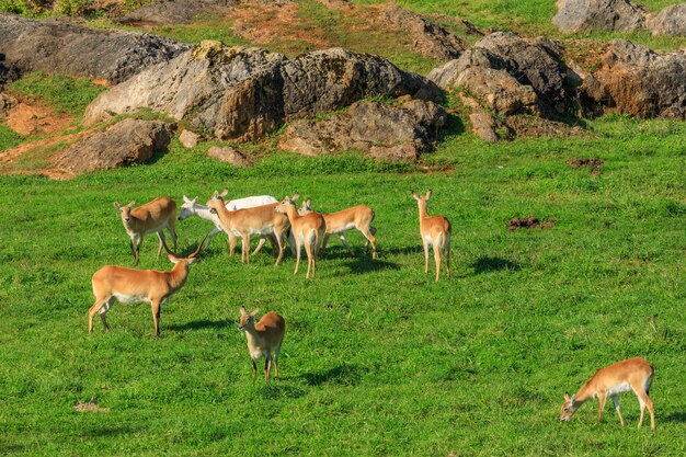 Антилопы в природном парке Кабарсено, Испания