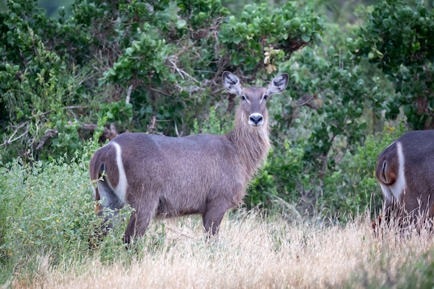 Antilopi nel pascolo della savana del kenya