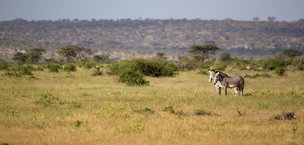 Antelopes in the grassland of the savannah